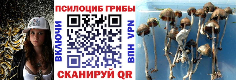 Псилоцибиновые грибы Magic Shrooms  цены наркотик  Гдов 